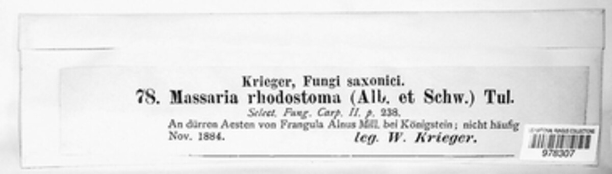 Karstenula rhodostoma image